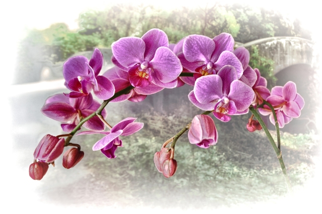 August Orchid